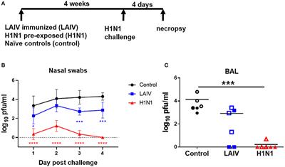 Frontiers | Immunogenicity And Protective Efficacy Of Seasonal Human ...